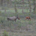 Mama moose and her calf were looking for food and on the move. 