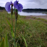 Wild? Iris growing at the edge of the lake. There were quite a few, scattered along the shore, and not just at this lake.