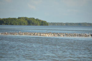 These birds are anxiously waiting for the tide to go out, and the mud flats to be exposed, for dinner.