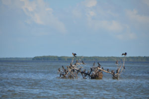 "no man's key" - this sole mangrove tree got a foothhold then got tipped over in a storm. 