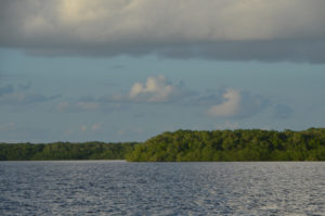 Mangrove islands