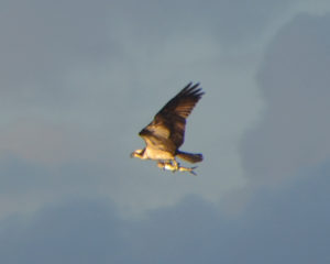 Closer shot, note that the fish is being held aerodynamically. The osprey's toes are arranged two forward and two backward much like a parrot.