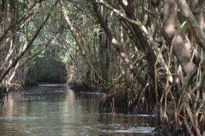 Everglades_052